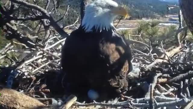 Baby Eagles