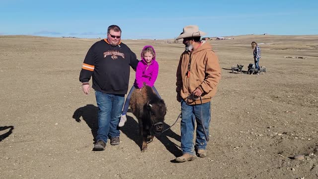 Girl rider on young Bison