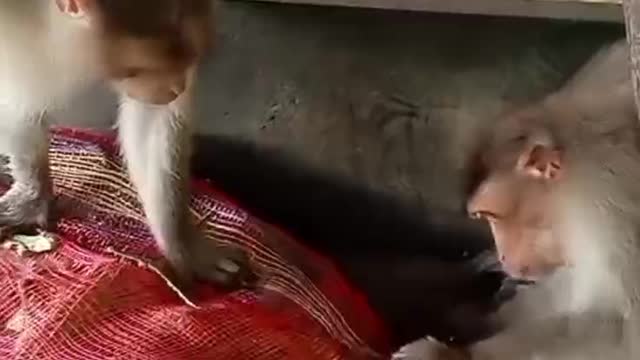 both monkeys eating vegetables