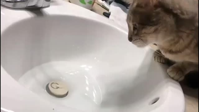 Sink Lover.