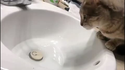 Sink Lover.