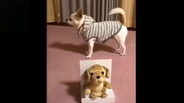 funny and cute pets / try to not laugh to these pets compilation nice and cute pets in the world