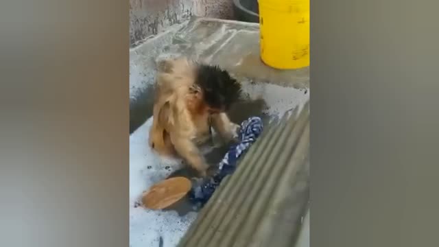 the monkey learned to wash his own clothes
