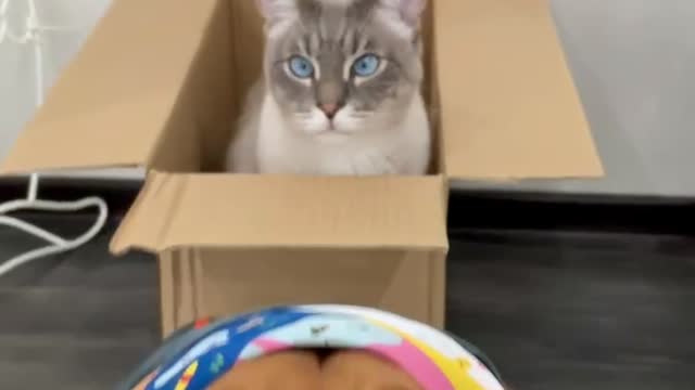A dog with a scarf and a cat in a box