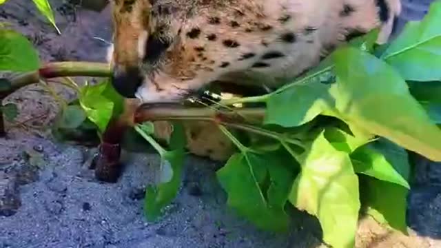 Newborn leopards hide from the sun and lazily tickle