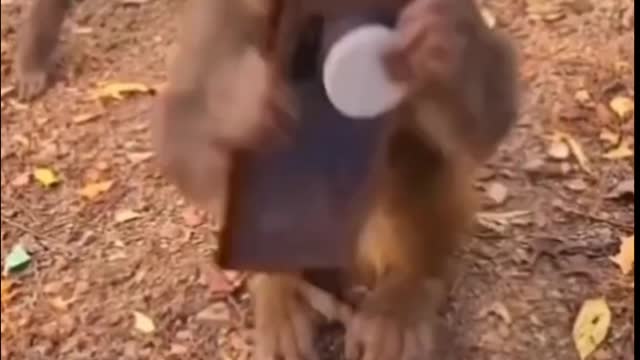 Funny_Monkey_comedy_Video_#viral(1080p)