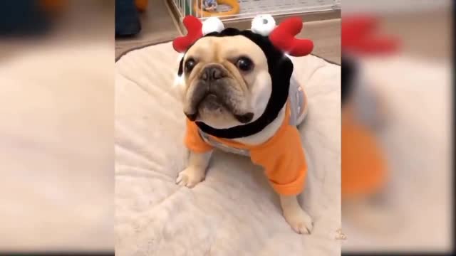 Cute and funny Dog videos compilation#2