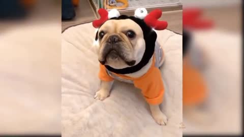 Cute and funny Dog videos compilation#2