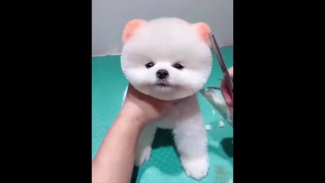 Funniest Animals - Best Of The 2022 Funny Animal Videos