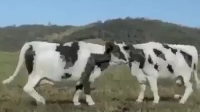 which dance