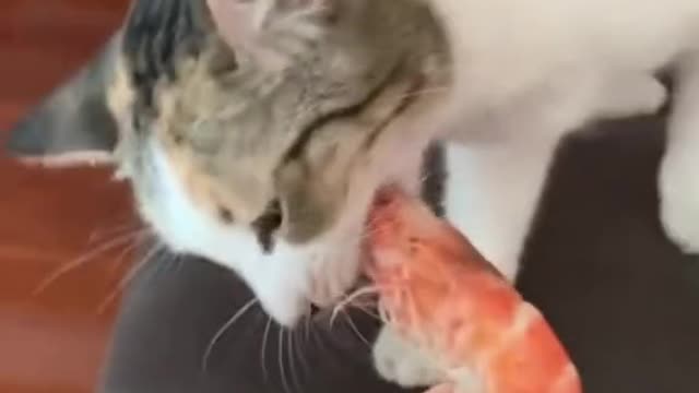 😂😂😂greedy pussy cat crazy for the lobster