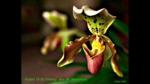Psalm 16 für Freitag, den 26. November