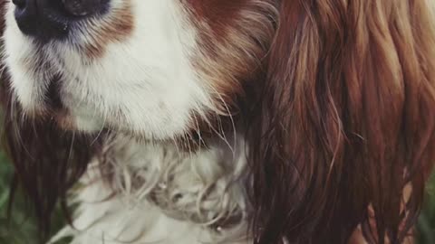 Cavalier king Charles spaniel dog breed