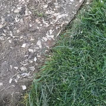 New Salad Bar for the Chickens!