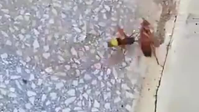 The war between bee and cockroach and ending unexpectedly