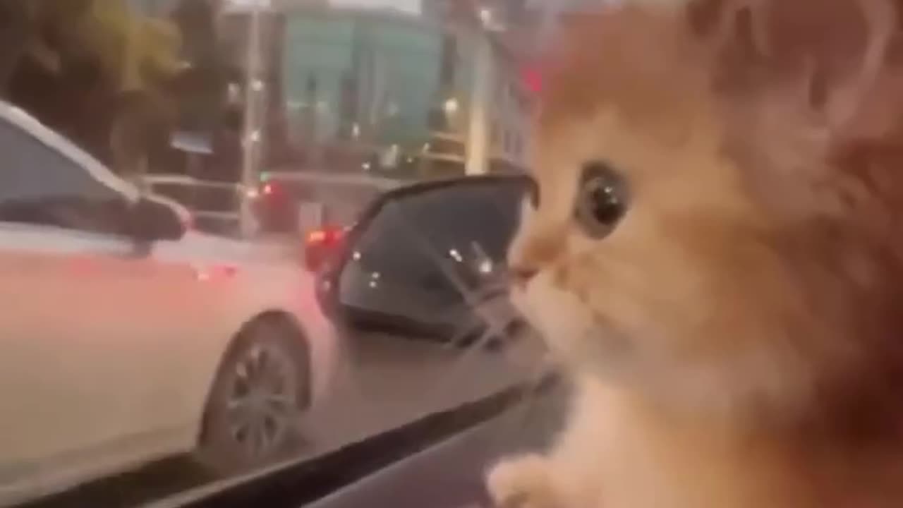 #cat