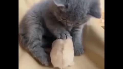 Cutest kitten