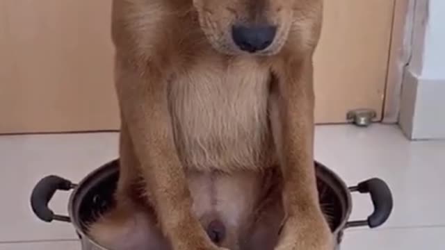 The dog is bathing in a bonfire.the pot