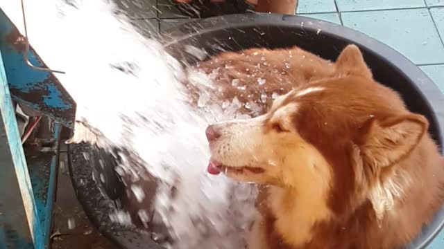 Siberian Husky Dog Chills Out