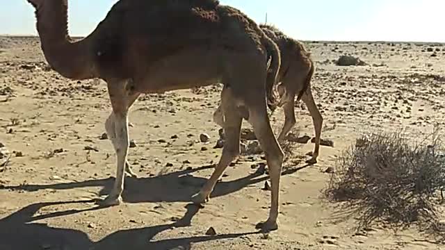 little camel crossing the road with MOM