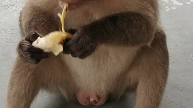 Monkey funny video big monkey eating banana🍌