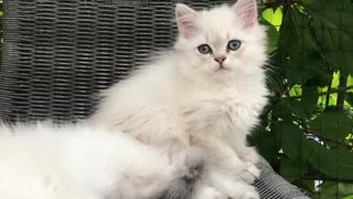 Two White Cats Like each other