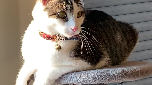 The cute cat is looking out the window.