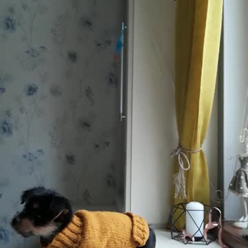 Mia doesn't like wearing clothes.