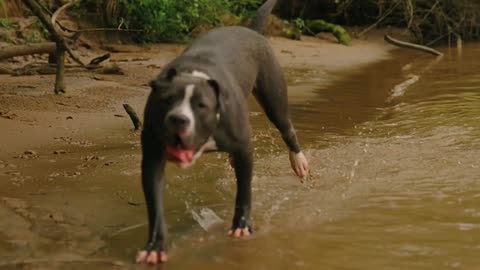 Dog traini