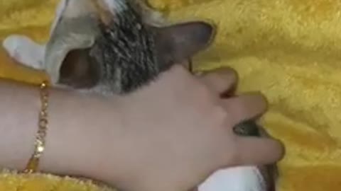 My best friend cute kitty