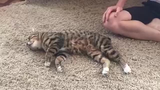 Cat doesn’t want to walk