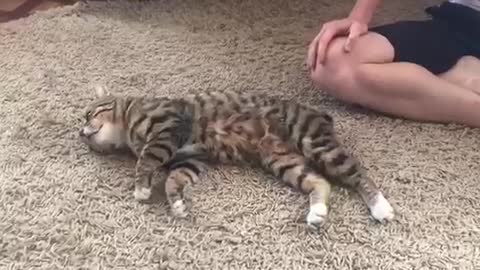 Cat doesn’t want to walk