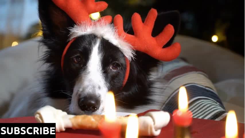 Funny dog with antlers sits at a festive table on Christmas eve