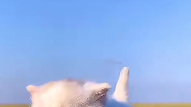 Cute Cat Video