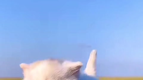 Cute Cat Video