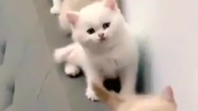 Cute cat video | super dance | billi ki video | Cute cats | most beautiful cat dance video 🐈🐈🐈🐈🐱🐱🐱🐱🎮