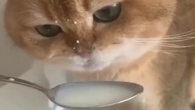 Fluffy Kitten Is Licking Her Way Through A Spoonful Of milk