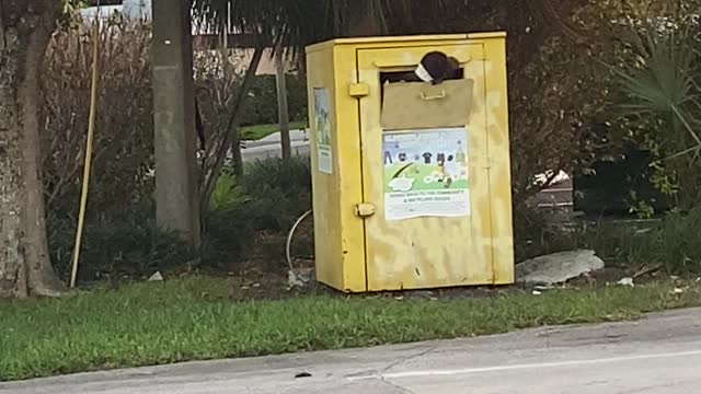 Man Climbs into Donation Bin