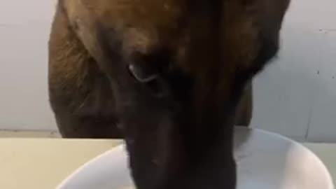 Dogs food 🍱 trending video