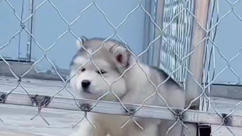 So cute Alaska puppies' chubby drilling cages were stuck