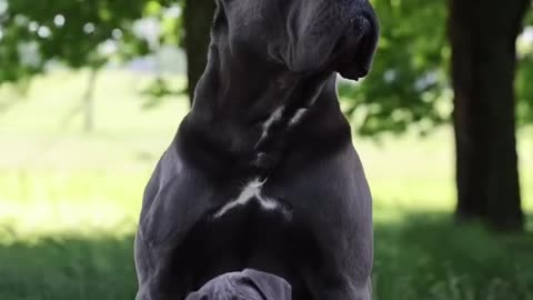 Double Trouble #canecorsopuppy #dogs #protector #viral #beast #puppy #bear #canecorso