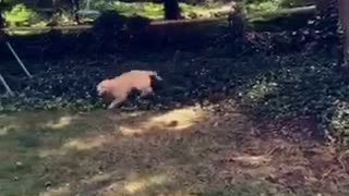 Golden retriever chases swing