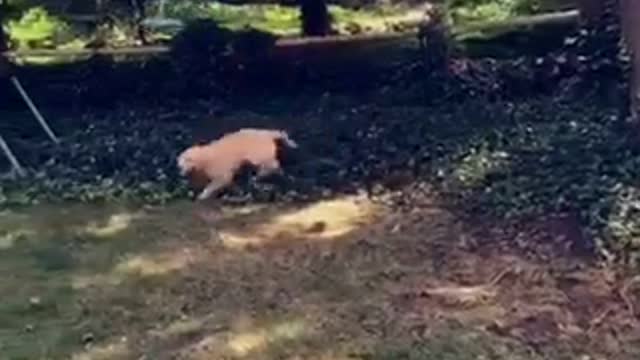 Golden retriever chases swing