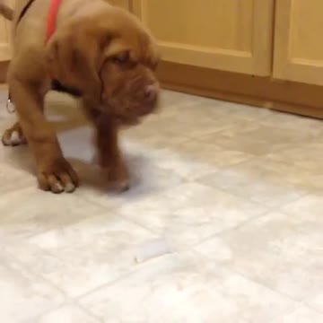 Cachorro no puede manejar su primera experiencia con un cubo de hielo