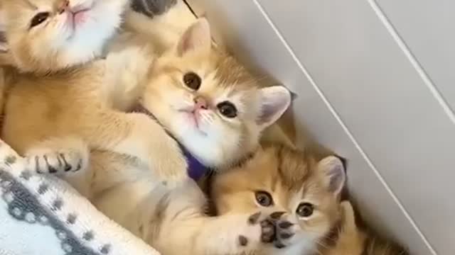 The cute cat is wanting to eat meat