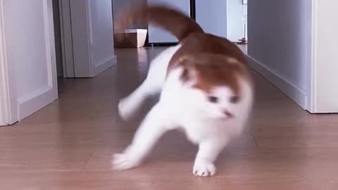 Dogs_Cats__Teach_you_how_to_drift!_#cat_#dog_#funny