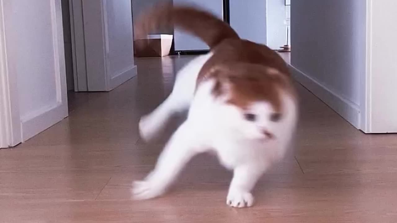 Dogs_Cats__Teach_you_how_to_drift!_#cat_#dog_#funny