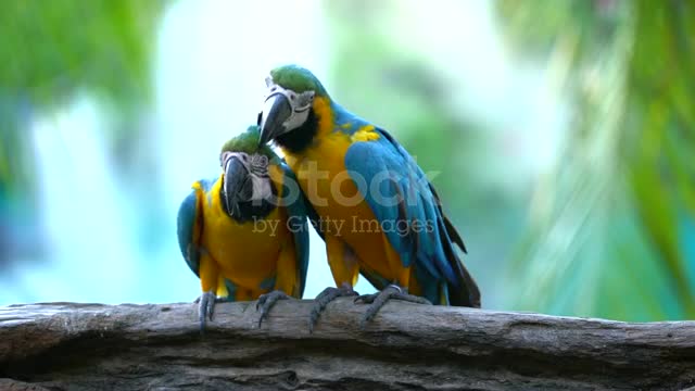 Bird Attractive for Breeding...