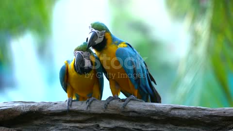 Bird Attractive for Breeding...