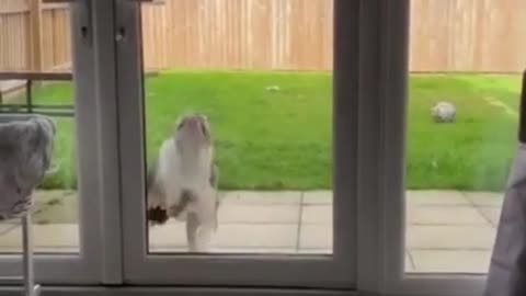 DOG FUNNY VIDEO